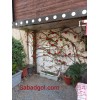 گل رز رونده مصنوعی